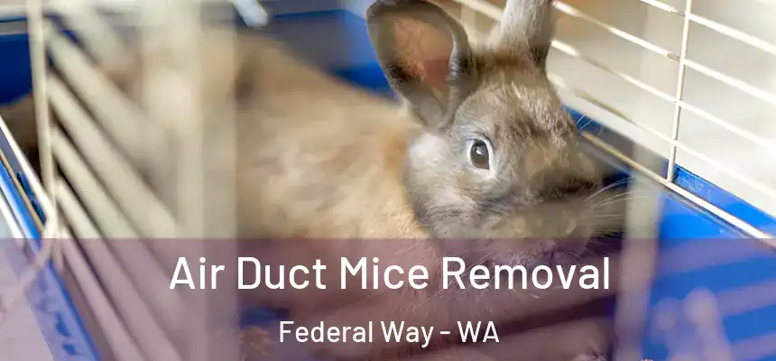  Air Duct Mice Removal Federal Way - WA